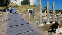 Patara'ya inek tehdidi: Antik kent içerisindeki yürüyüş yollarına zarar veriyor