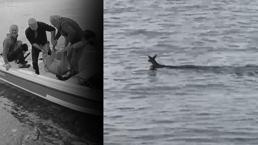 Balıkçılar denizde yakaladı, gözlerine inanamadı: Çok hızlı yüzüyordu 