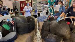 185 kiloluk Goril, dişçi koltuğuna oturdu! Korku dolu 2 saat