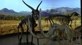 7,5 milyon yıllık tarih Kayseri’de ayaklanıyor! 100’ü aşkın fosil...