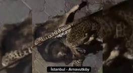 'İstanbul’da kaplan köpeğe saldırdı' videosu ile ilgili şok detay