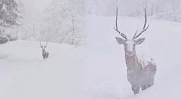 Yer: Kocaeli! 5 ay sonra görüntülendi, kendine hayran bıraktı