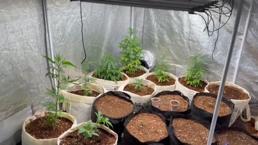 Tekirdağ'da ekipler baskın düzenledi! Evi seraya çevirmiş