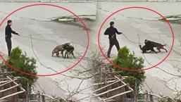 Samsun'da korkunç olay! Tasmasından tuttuğu köpeği üzerlerine saldı