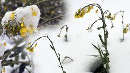 Kar altında kaldı, don felaketini yaşadı! 'Sarı altın' mucizesi