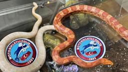 İstanbul'da şoke eden olay! Cam fanuslardan zehirli yılanlar çıktı