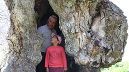 Sus imágenes se extienden en las redes sociales: hemos estado escuchando la historia de este árbol desde nuestra infancia