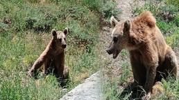 Bitlis Valiliği vatandaşları uyardı! Dikkat 'bozayı' çıkabilir