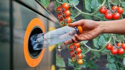 Hasat için pet şişe yeterli! Kilo kilo domates yetişiyor, 6 saat güneş şart