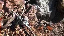 En zehirli tür! Bölgede ikinci kez görüldü: Isırdığı an yaşama şansı bırakmıyor