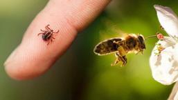 Keneye de arıya da kalkan! Önceden bilen yaşadı: İbn-i Sina’nın da sırrıymış