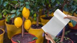 ¡Convierte la casa en el jardín de limón con un papel de toalla! Dará plántulas en 1 mes