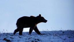 Ardahan'da yaşandı! Yolda önüne çıkan ayıyı kaydetmeye başladı, sonrası inanılmaz