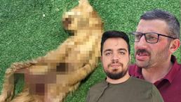 ¡Otro gato Savage en Zonguldak! Se cortaron el abdomen, se eliminaron los órganos internos