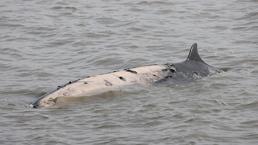 Bir haftada 6 gri balina ölü bulundu