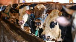 Diyanet uyardı! 'Bayram namazı öncesi kesilen kurbanlar geçersizdir'