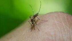 Sivrisinek ısırmasıyla bulaşıyor! Yunanistan'dan vatandaşlarına uyarı