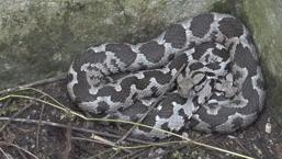 ¡Gran pánico en la ciudad! 3 serpientes gigantes grandes tienen alertas, todas venenosas