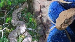 La invasión de serpientes comenzó en Estambul: ¡Atención a los alumnos! Aquí están los distritos más arriesgados ...