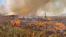 İzmir Aliağa'da orman yangını: Havadan ve karadan müdahale sürüyor