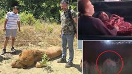 ¡Ataque león en Antalya! Escapó de la jaula, lesionó gravemente a una persona