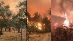 Sakarya'daki orman yangınında can pazarı kamerada: Abi çıkmamız lazım, ortada kaldık