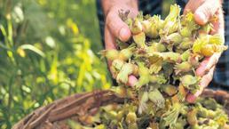 ¡El fabricante está esperando 400 mil toneladas de avellanas en la nueva temporada! ¿Será el precio 250 TL?