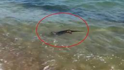 Yer: Edirne! Tatilciler denizde fark edip, telefona sarıldı