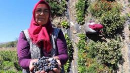 Televizyonda izledi, köyüne dönüp hemen dikti! 'Kilosu 300 lira'