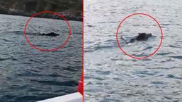 100 metre açıkta fark etti! Balık tutmaya çıktı, gözlerine inanamadı