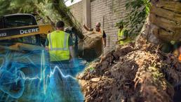 8 bin ağaç 'şehrin kalbi'ni değiştirdi! İstanbul, Ankara da listede: 'Suç oranını düşürür'