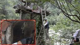 El değmeden üretiliyor, altın fiyatına satılıyor: 'Biz sadece ağaçların kafasına koyarız'