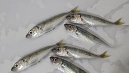 Hakkari'de ilginç olay! Balıkların arasından çıkanı görünce şoke oldu: İlk kez karşılaştım