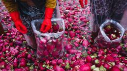 Bir kere ek, yıllarca topla! Kimsenin aklına gelmez, aynı kökten defalarca mahsül veriyor