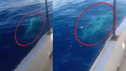 Hatay açıklarında korku dolu anlar! Dev köpek balığı balıkçı teknesine dolandı: 'Tekneyle neredeyse aynı boydaydı'