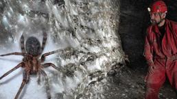 Binlerce örümceğin bir arada ne işi var? Şaşırtan keşif