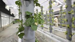 Topraksız dikey tarım uygulamaları enerjide geleceğe umut oluyor