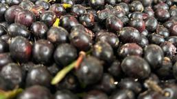 Hasat başladı: Yoğun talep görüyor! Litresi 1.000 TL