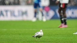 Beşiktaş maçında sahaya martı girdi! Süleyman Seba'nın sözü hatırlandı