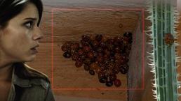 İstilacı uğur böceği paniği! Tüm evleri böyle sarmış: 'Yamyam gibi davranıyorlar'