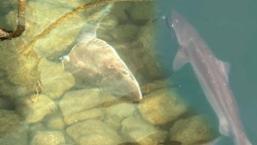 Kentte köpek balığı kabusu! ‘Kıyıya kadar gelmiş, 3 metrelik tuttuğum da oldu’