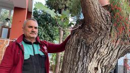 Budadığı dut ağacından çıktı: Allah’ın takdiri bu yapacak bir şey yok
