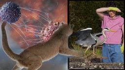 Kuş gribi ilk kez insan öldürdü! Virüs kapıyı araladı