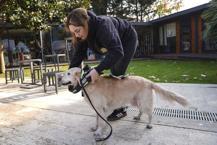 Bir köpeğin 2 yılda ‘Göz’ oluşunun hikâyesi: Türkiye’de sadece 11 rehber köpek görevde