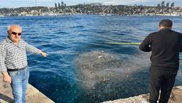 Üsküdar’da şok görüntü: Binlercesi kıyıya vurdu: 'Bu sene enteresan şeyler oluyor'