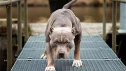 Yargıtay’dan Pitbull için ‘yasak ırk’ vurgusu