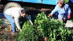 Kayalıkların arasında çıkan servet! 100 aile kendi arasında paylaşıyor