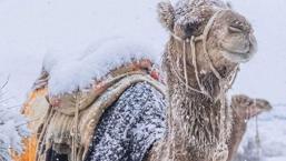 Suudi Arabistan çöllerinde sıra dışı görüntü! Etraf bembeyaz oldu, gören inanamadı