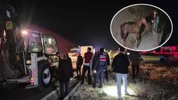 Milyonluk taylar çiftlikten kaçtı! 8'i öldü, bazıları ise kayıp