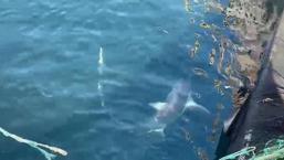 Yer: Çanakkale! İkisi de ağlara takıldı, balıkçılar şoke oldu